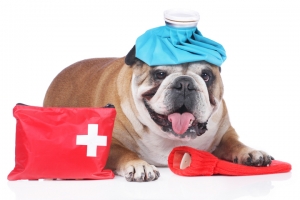 orta\çankırı Acil Müdahaleler ve Acil Servis