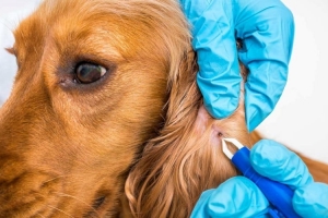 orta\çankırı Parazit Tedavisi