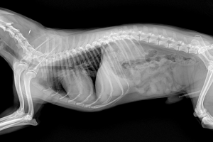 orta\çankırı Röntgen ve Laboratuvar Testleri